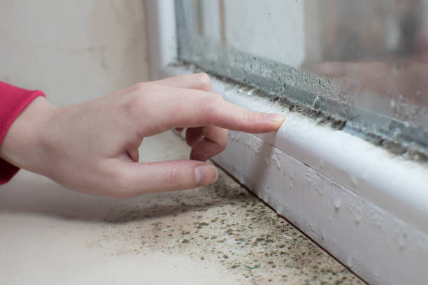 Best Mold Removal for HVAC Installations  in Big Lake, TX